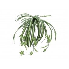 EUROPALMS Grünlilie, künstlich, 60cm