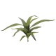 EUROPALMS Aloe (EVA), künstlich, grün, 66cm