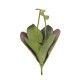 EUROPALMS Seerose (EVA), Kunstpflanze,geschlossen, grün, 45cm