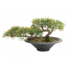 EUROPALMS Bonsai-Zeder, Kunstpflanze, 40cm