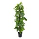 EUROPALMS Pothos, Kunstpflanze, 180cm