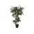 EUROPALMS Ficus Multi Spiralstamm, Kunstpflanze, 130cm