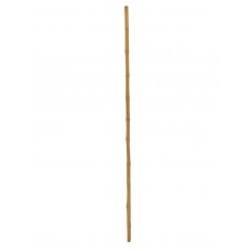 EUROPALMS Bambusrohr, Ø=3cm, 200cm