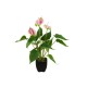 EUROPALMS Anthurie, Kunstpflanze, weiß pink