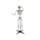 EUROPALMS Halloween Skelett, stehend, 150 cm