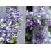 EUROPALMS Lavendelgirlande, künstlich, violett, 180cm