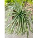 EUROPALMS Grünlilie, künstlich, 60cm