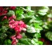 EUROPALMS Bougainvillea, Kunstpflanze, rosa, 150cm