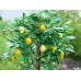 EUROPALMS Zitronenbaum, Kunstpflanze, 180cm