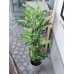 EUROPALMS Dieffenbachia, künstlich, 120cm