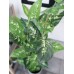 EUROPALMS Dieffenbachia, künstlich, 120cm
