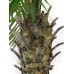 EUROPALMS Phönixpalme luxor, Kunstpflanze, 150cm