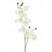EUROPALMS Orchideenzweig, künstlich, creme-weiß, 100cm
