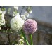 EUROPALMS Alliumzweig, künstlich, cremefarben, 55cm