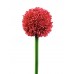 EUROPALMS Alliumzweig, künstlich, rot, 55cm