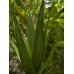 EUROPALMS Aloe (EVA), künstlich, grün, 50cm