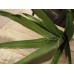 EUROPALMS Aloe (EVA), künstlich, grün, 50cm