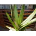 EUROPALMS Aloe (EVA), künstlich, grün, 50cm