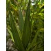 EUROPALMS Aloe (EVA), künstlich, grün, 66cm