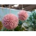 EUROPALMS Sukkulenten Kugel (EVA), Kunstpflanze, rosa, 20cm