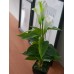 EUROPALMS Calla mini, Kunstpflanze, weiß, 43cm