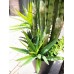 EUROPALMS Sukkulenten-Mix, Kunstpflanze, 190cm