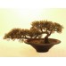 EUROPALMS Bonsai-Zeder, Kunstpflanze, 40cm