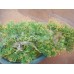 EUROPALMS Bonsai-Zeder, Kunstpflanze, 40cm