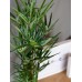 EUROPALMS Zyperngras, künstlich,76cm