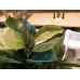 EUROPALMS Gummibaum, Kunstpflanze, 120cm
