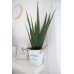 EUROPALMS Aloe-Vera Pflanze, Kunstpflanze, 60cm