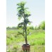 EUROPALMS Parlour Palme, Kunstpflanze, 150cm