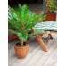 EUROPALMS Cycas Palme, Kunstpflanze, 70cm