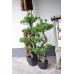 EUROPALMS Bonsai Pinie, Kunstpflanze, 95cm