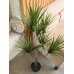 EUROPALMS Yucca Palme, Kunstpflanze, 130cm