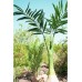 EUROPALMS Phönix Palme, Kunstpflanze, 240cm