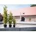EUROPALMS Zypresse, Leyland, Kunstpflanze, 60cm