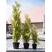 EUROPALMS Zypresse, Leyland, Kunstpflanze,  90cm