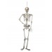 EUROPALMS Halloween Skelett, 150 cm