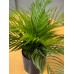 EUROPALMS Goldfruchtpalme, Kunstpflanze, 46 cm