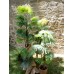 EUROPALMS Fächerpalme, Kunstpflanze, 130cm