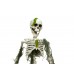 EUROPALMS Halloween Skelett mit Moos, 40cm