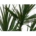 EUROPALMS Dracena, Kunstpflanze, grün, 170cm