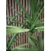 EUROPALMS Dracena, Kunstpflanze, grün, 170cm