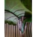 EUROPALMS Pfeilblatt - Alocasia, Kunstpflanze, 140cm