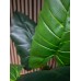 EUROPALMS Pfeilblatt - Alocasia, Kunstpflanze, 140cm