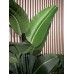 EUROPALMS Strelitzie, Kunstpflanze, 110cm