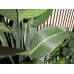 EUROPALMS Strelitzie, Kunstpflanze, 170cm