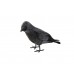 EUROPALMS Halloween Rabe, 18cm