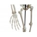 EUROPALMS Halloween Skelett, stehend, 150 cm
